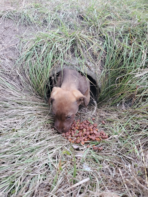 Humane Society Hopes to Rescue Canine Family and Form Humane Society in