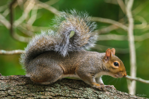 Squirrel and rabbit hunting seasons open Oct. 4 in Louisiana, LDWF ...